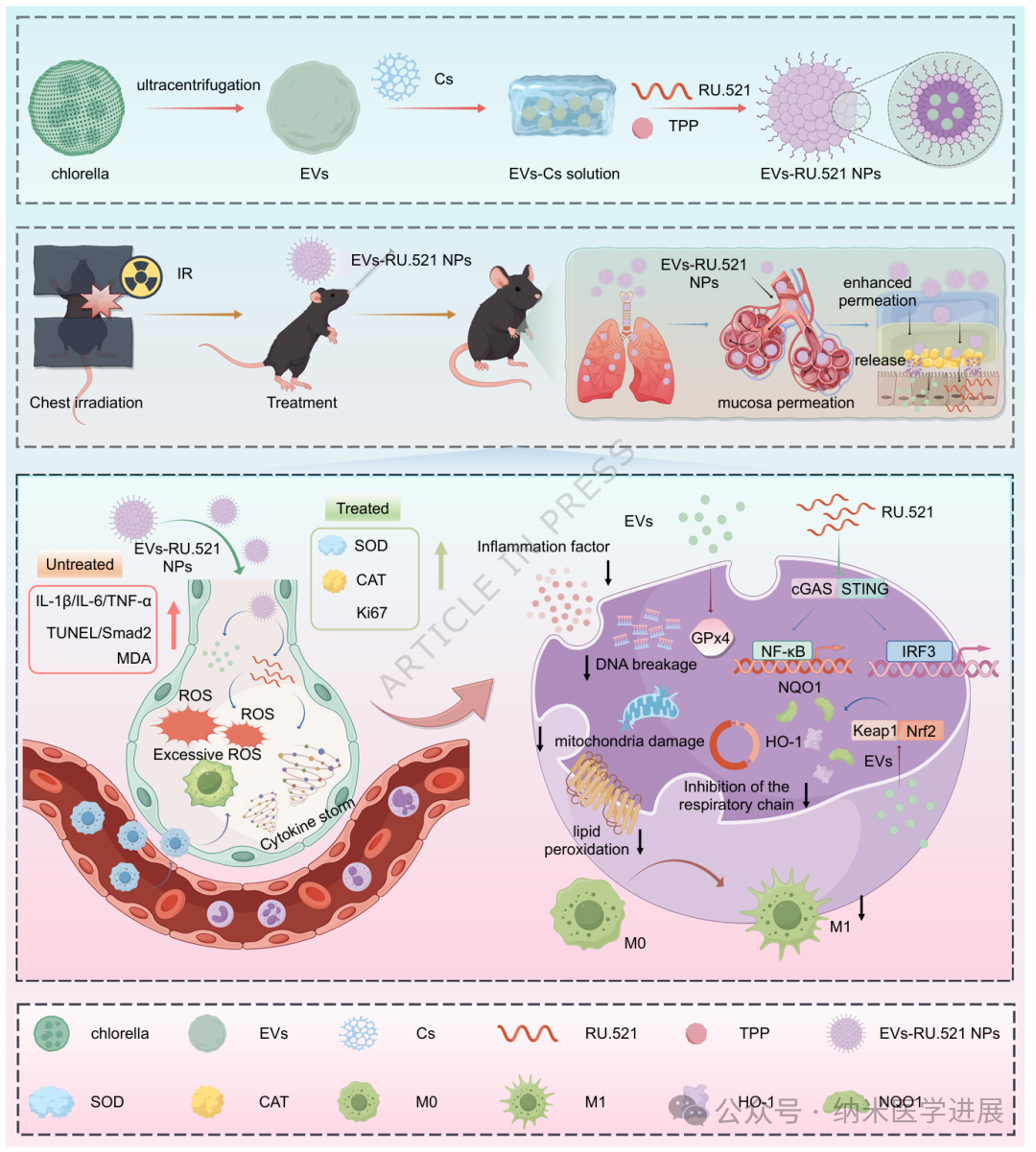 Chlorella has published another sub-journal! Xu Feng/Xia Jingyan, Nature Subjournal: Extracellular vesicle Nanogels derived from Chlorella treat radiation-induced lung Injury by inhibiting CGas-STING