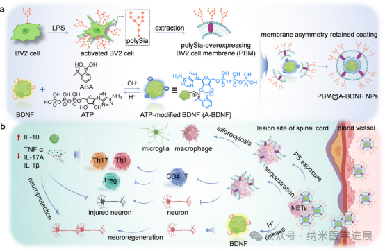 ���ݴ�ѧ���賿���ڡ�Advanced Materials���������񾭱�����ͨ�����NETs������BDNFʵ�ּ�������˫���޸�