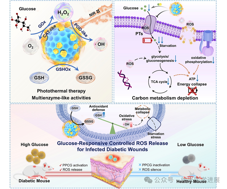 J. Control. Release | ������Ϊ�������ļ�������ø���Ƹ�Ⱦ�������˿ڣ�ͨ������Ӧ��-�����ǰ���˫��ѹ������ϸ��̼��л����