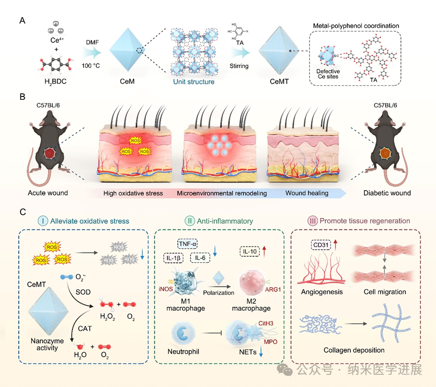 Biomater. Adv. | Polyphenol-functionalized MOF Nanoenzymes Synergistically Regulate Inflammation and Angiogenesis to Promote Wound Healing in Diabetic Patients