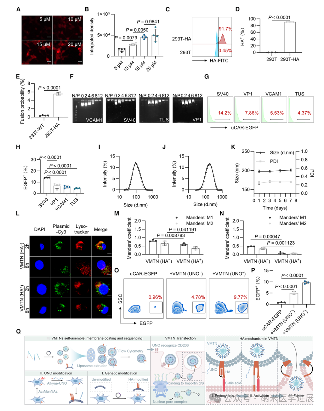 Engineering probiotics published in a major journal again! Jiang Xinyi/Ni Shilei/Chen Yuguo/Zhang Yulin: Engineering probiotics recruit CAR macrophages and induce immune memory to eliminate heterogene