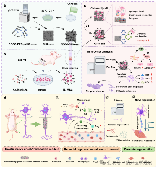 Adv Mater | Yang Yumin / Zhang Luchong / Liu Xin: Engineering Chitosan Platform Based on Bioorthogonal Technology for Enhancing the Transport and Functional Role of MSCs in Peripheral Nerve Repair Pro