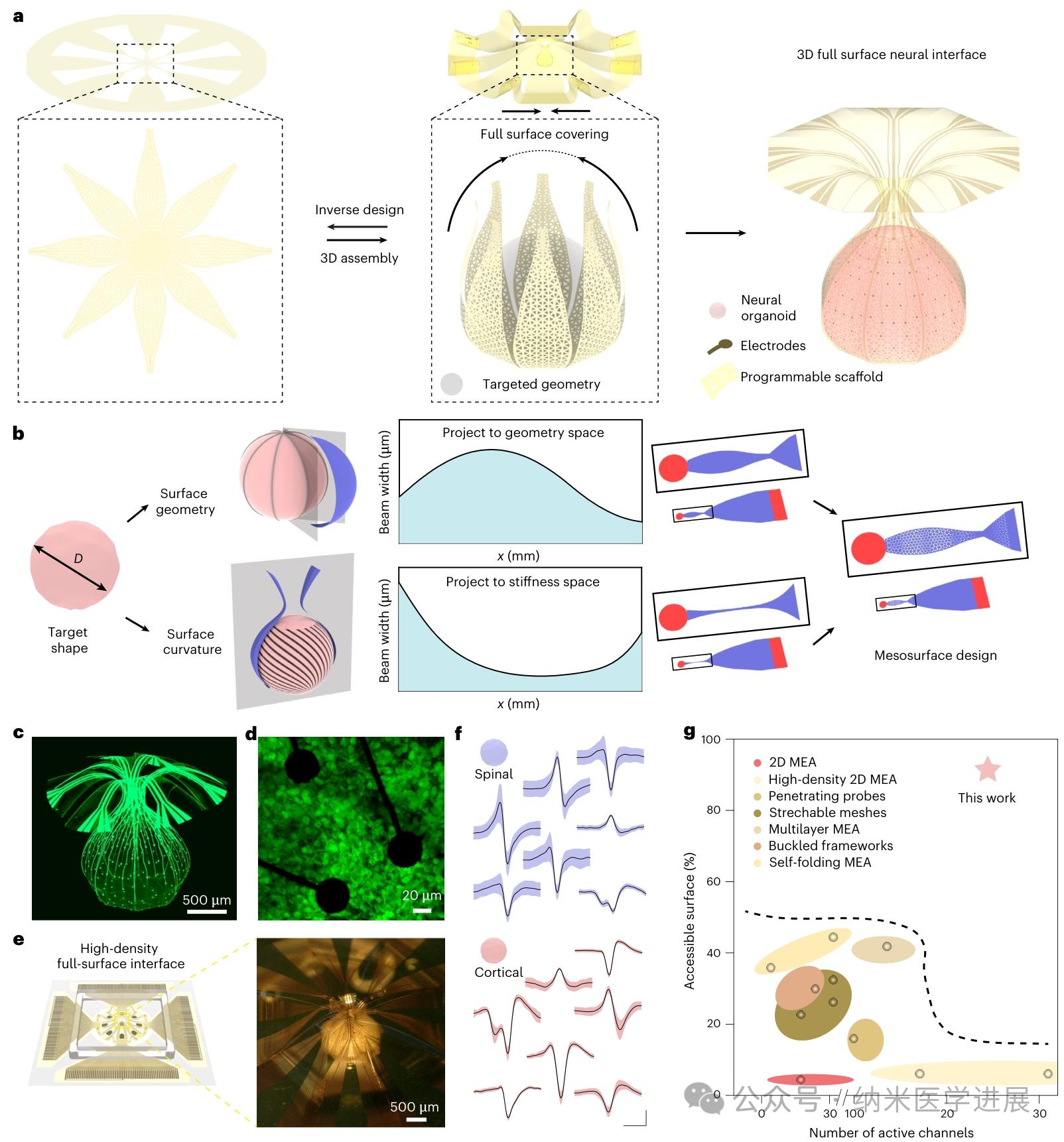 Nature subsidiary journal publishes! Shape-conformable porous framework enables extensive coverage of neural organoids and high-resolution electrophysiological monitoring