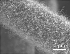 碳纳米管/氮掺杂二氧化锰复合薄膜