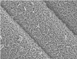 Nitrogen-doped carbon nanosheets/nitrogen-doped cobalt tetroxide core-shell array
